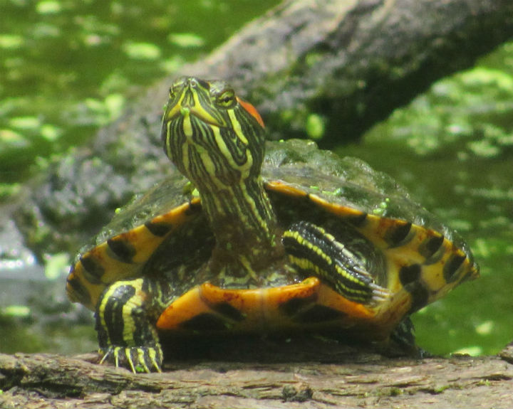 Red-ear Slider